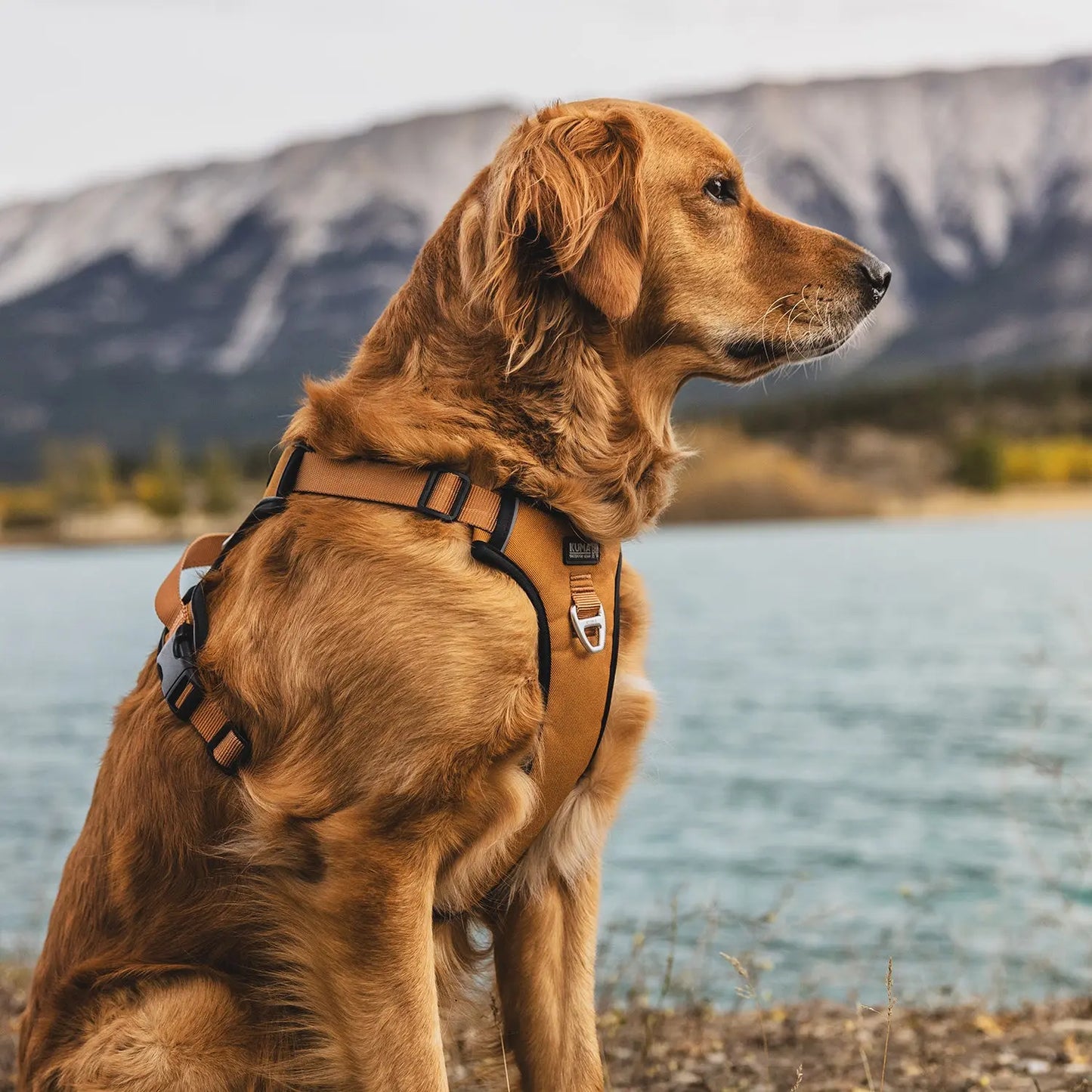 Lazy Bear Dog Harness- Kuma 706-KM-LBH-HG-S KUMA OUTDOOR GEAR