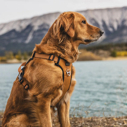 Lazy Bear Dog Harness- Kuma 706-KM-LBH-HG-S KUMA OUTDOOR GEAR